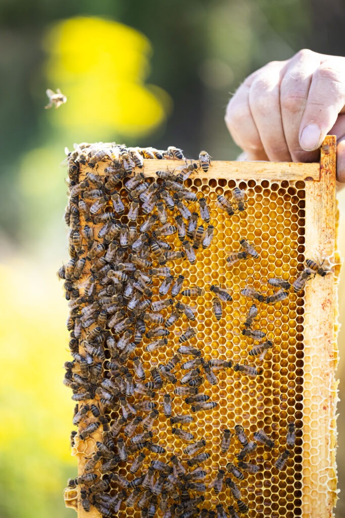 Miel biologique Rucher de la cage verte Apiculture biologique Produits de la ruche Miel du Berry Produits au miel bio Miels de saison Artisanat apicole Abeilles butineuses Ruche en ligne Propolis naturelle Apithérapie Pollinisation Saveurs du terroir Agriculture biologique Éco-responsable Conservation de l'environnement Récolte respectueuse Apiculture Centre Val de Loire Sologne Berry Cher Bourges Orléans Paris Henrichemont miel de printemps miel acacia
miel lavande miel de châtaignier
miel oignon sarrasin
miel toutes fleurs Sologne
miel toutes fleurs été miel acacia spiruline miel acacia curcuma miel acacia gingembre miel acacia piment d’Espelette Bonbons au miel et sève de pins Bonbons au miel de lavande Boules fourrées au miel de lavande